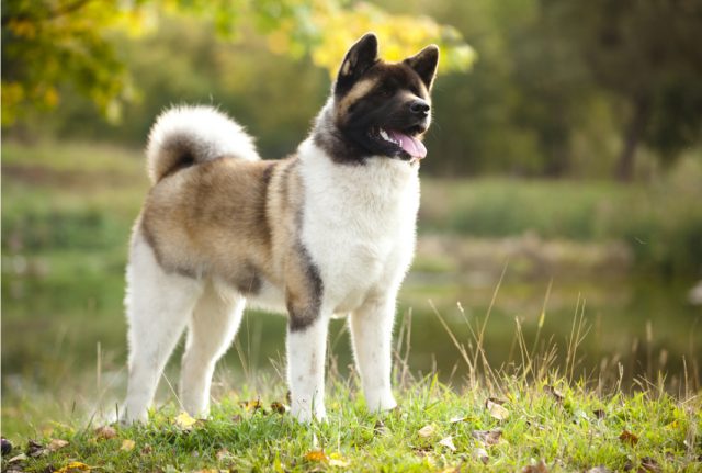 akita breed e1717048088897