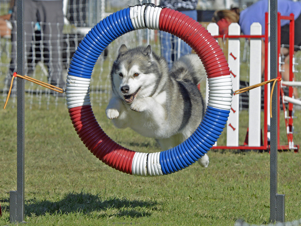 alaskan malamute dog jumping through obstacles