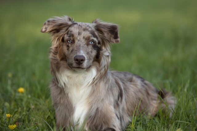 australian shepherd 5773294 1280 e1726088095508