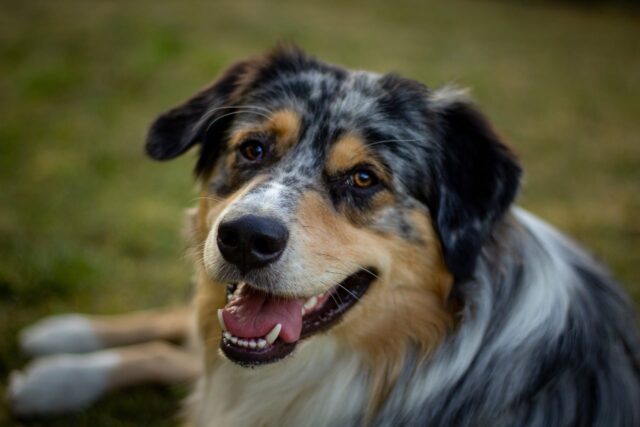 australian shepherd 5829196 1280 e1723535138420