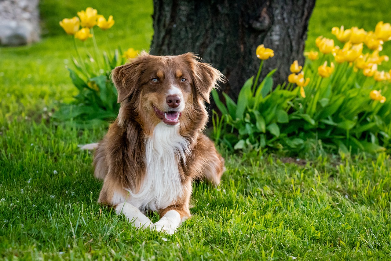 australian shepherd 7176981 1280 3