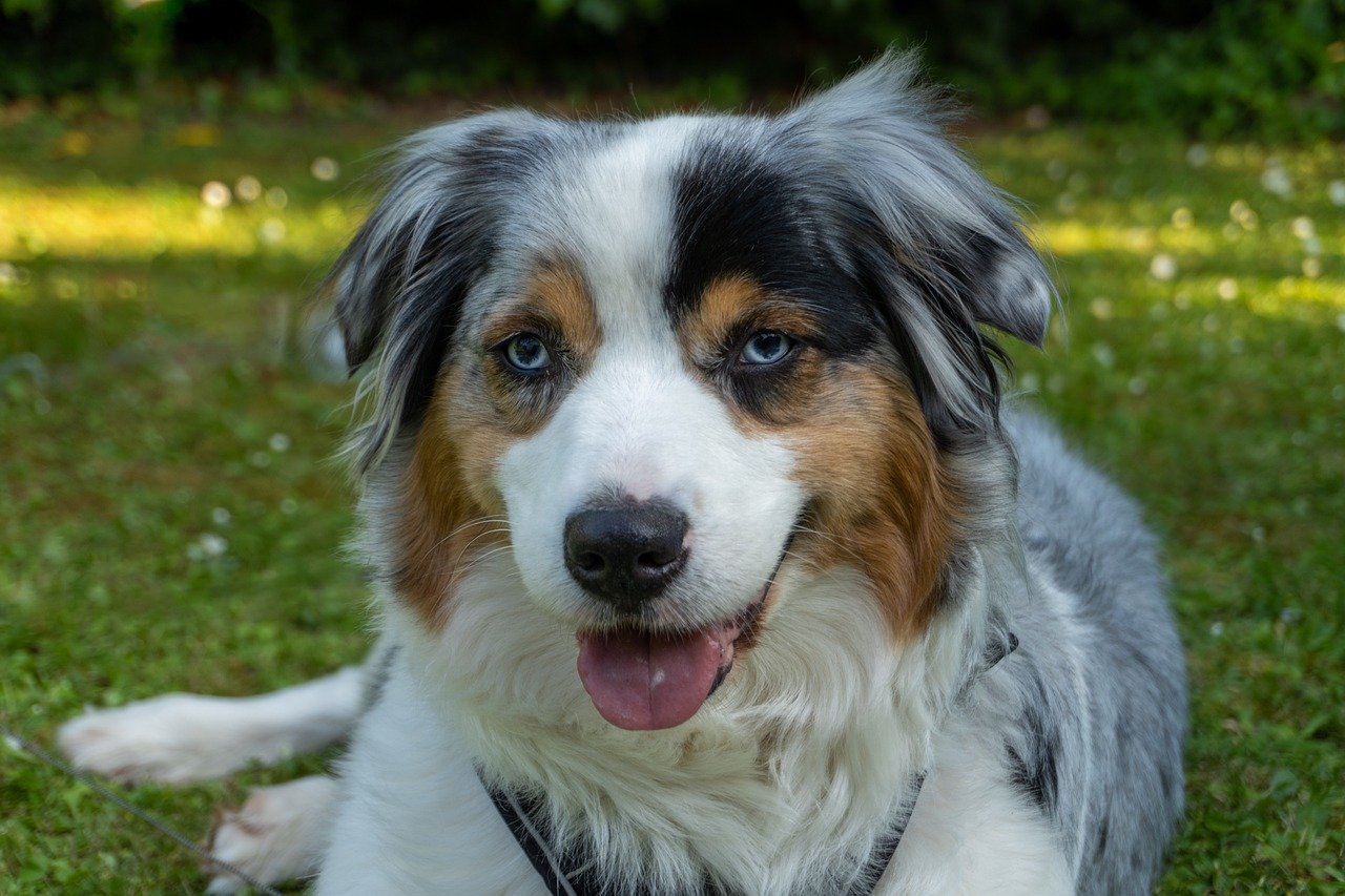 australian shepherd 8207011 1280 7