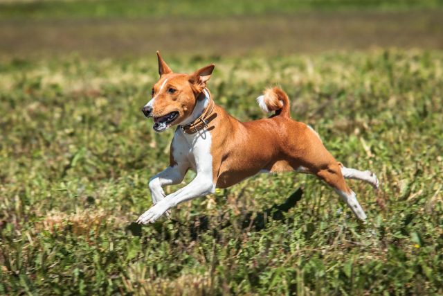 basenji 7043688 1280 3 e1718268951738