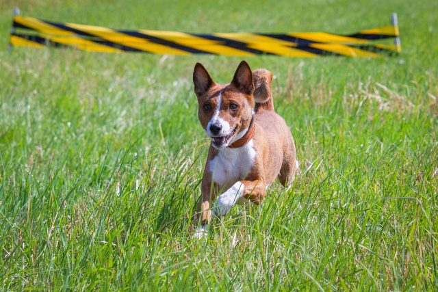 basenji 7043698 1280 e1718001986813