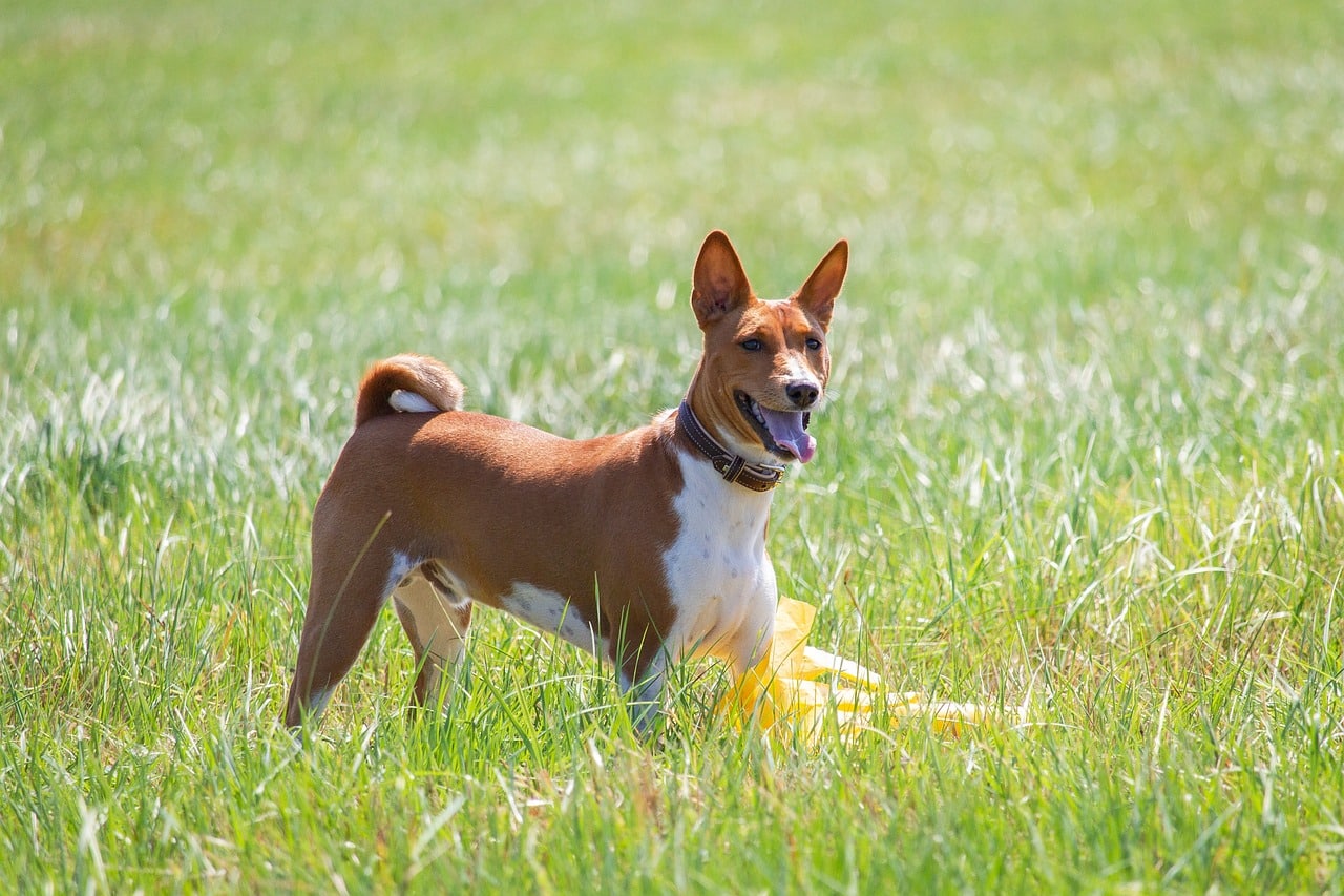 basenji 7043700 1280 2