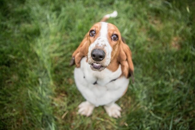 basset hound 3858170 1280 3 1 e1721976228392