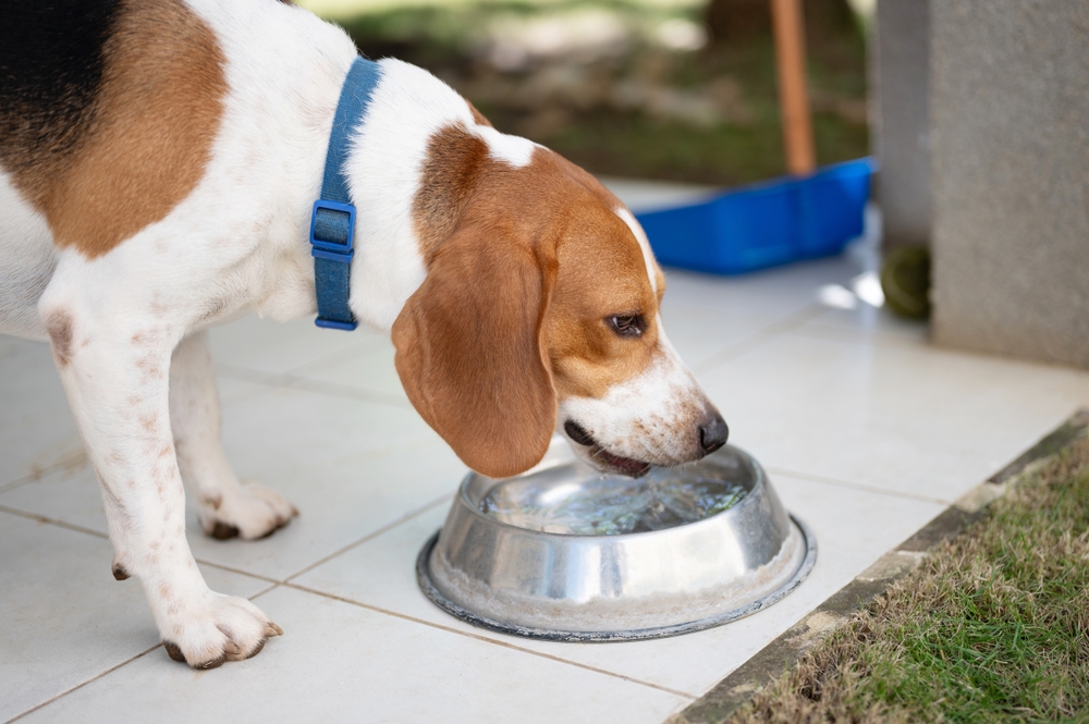 beagle dog drinking water from bowl