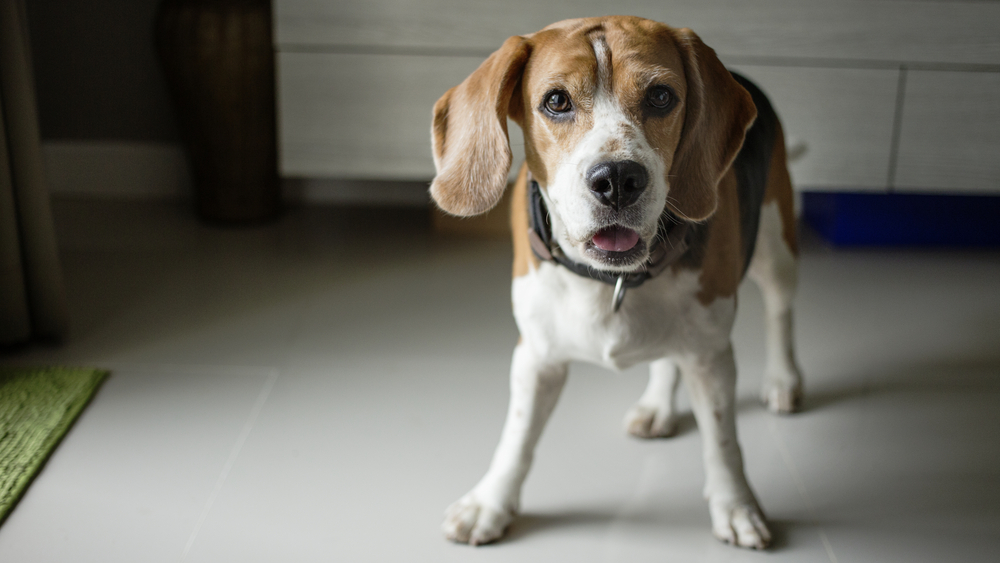 beagle dog standing indoor