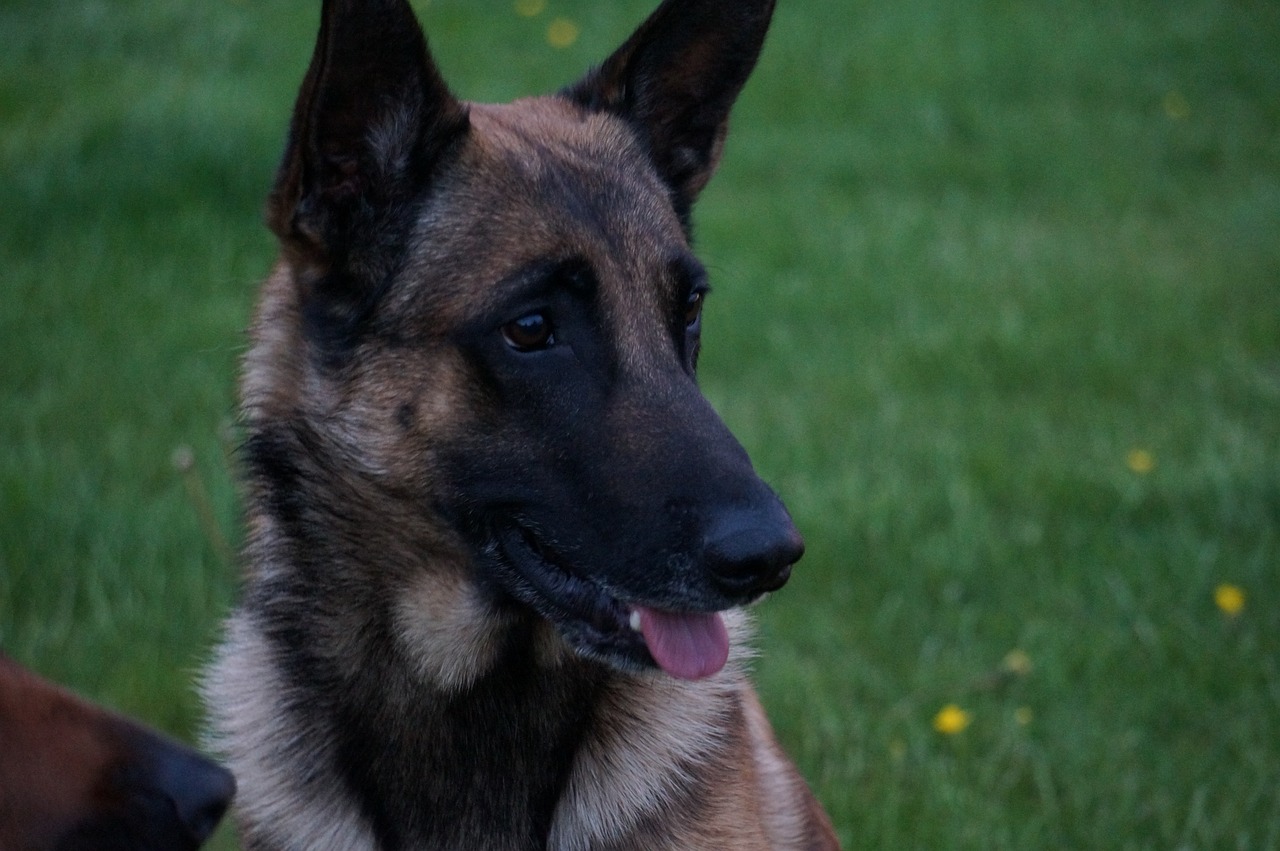 belgian malinois 3497073 1280 1