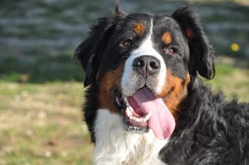 bernese mountain dog 1205918 1280 350x232 1