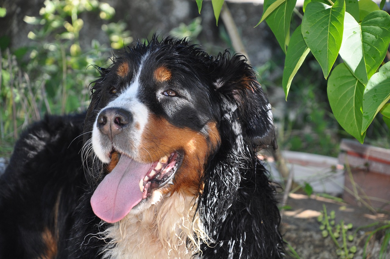 bernese mountain dog 4253361 1280 1 1