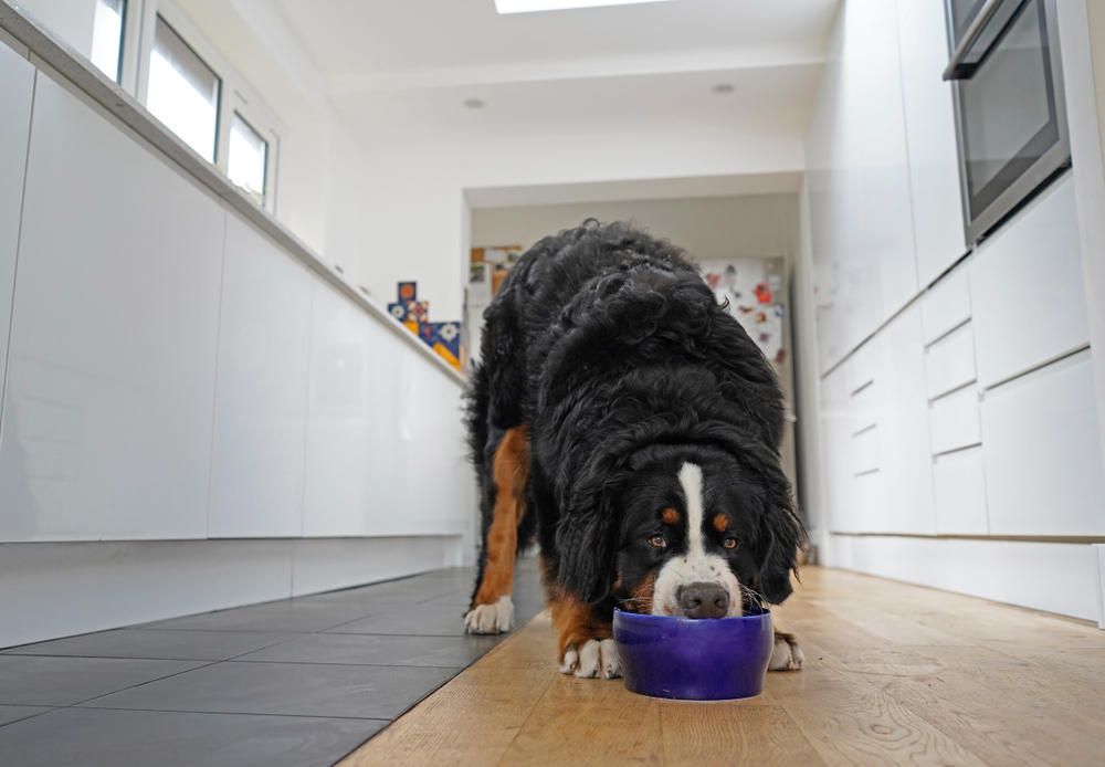 bernese mountain dog guarding its food