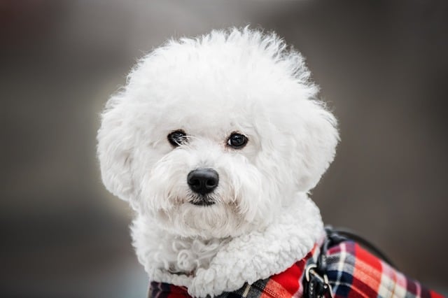 bichon 6040390 640