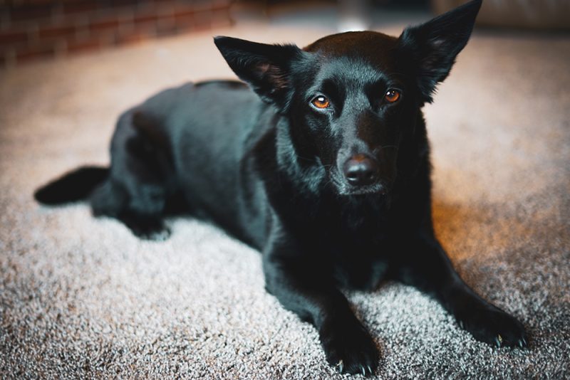 black corgidor mix dog