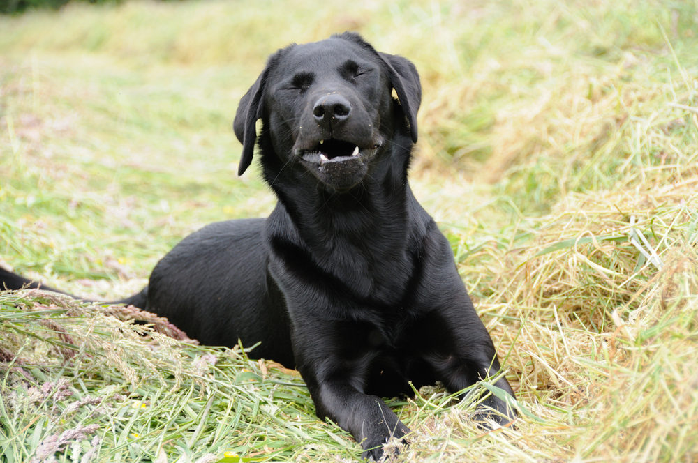 black labrador dog in field sneezing