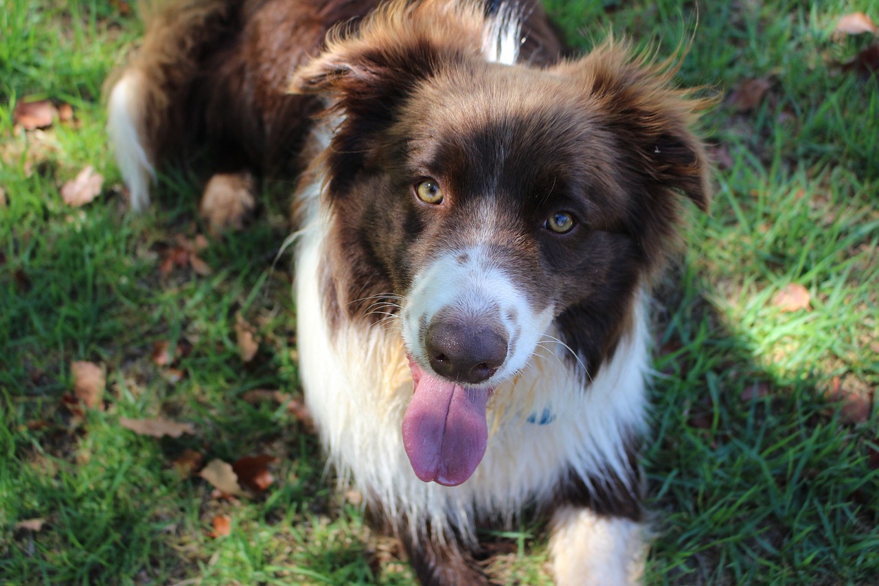 border collie 4934965 1280