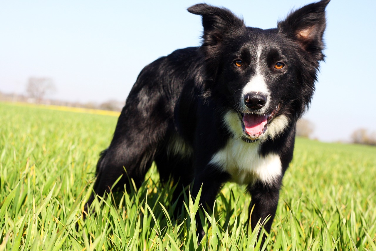 border collie 5005540 1280 2