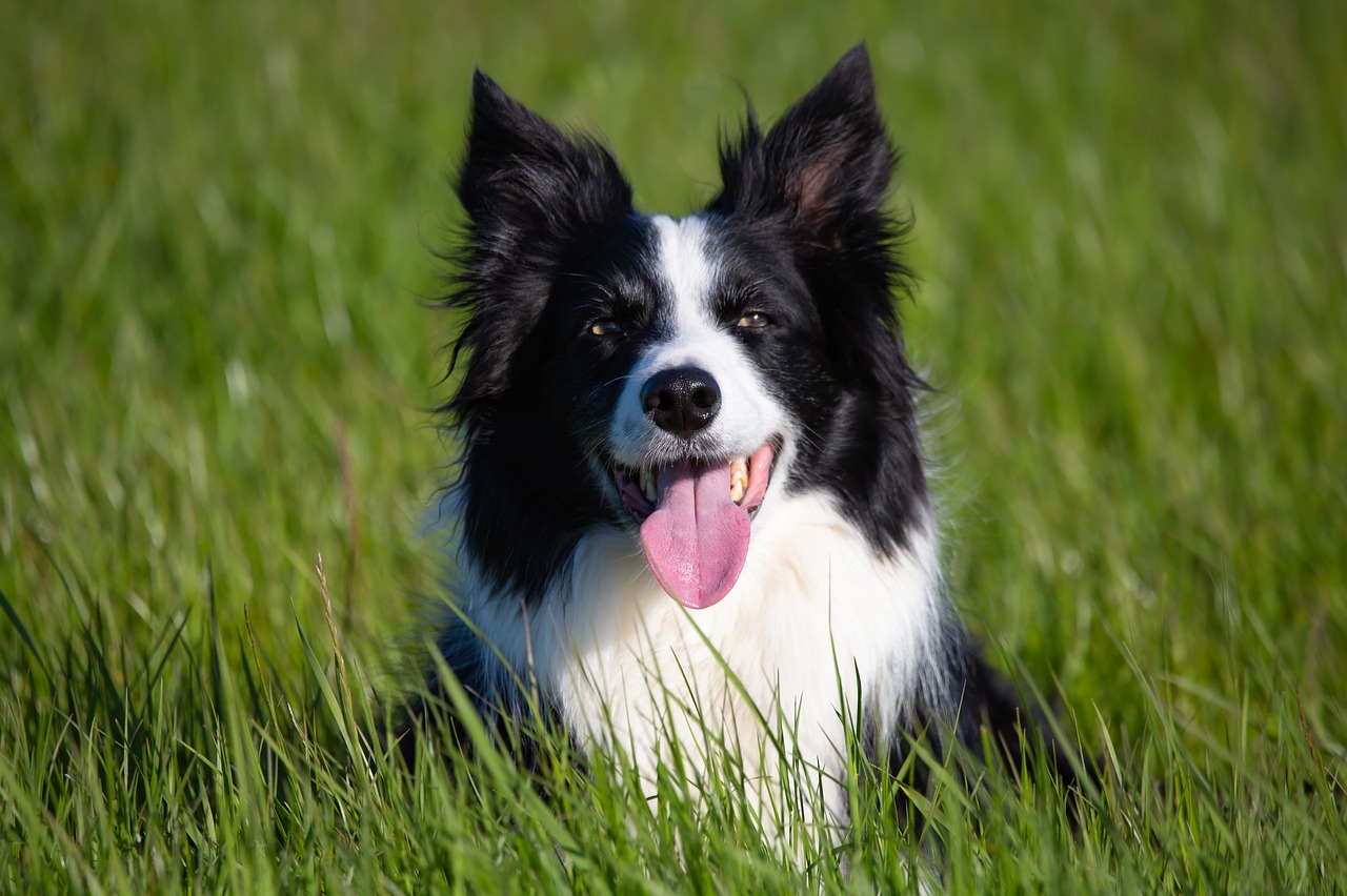 border collie 5177154 1280 1