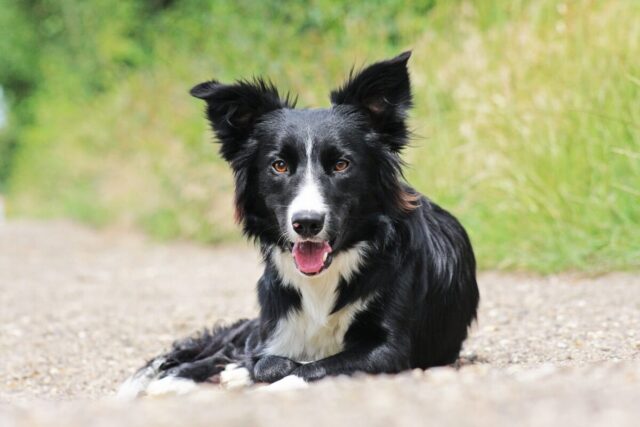 border collie 5324983 1280 2 e1726087795362