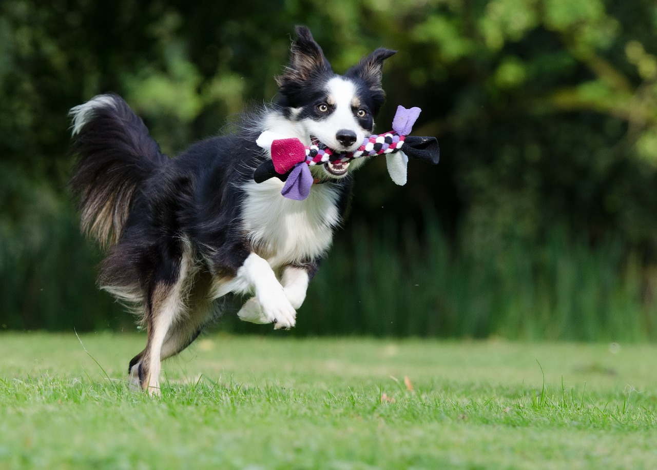 border collie 672633 1280 1 2