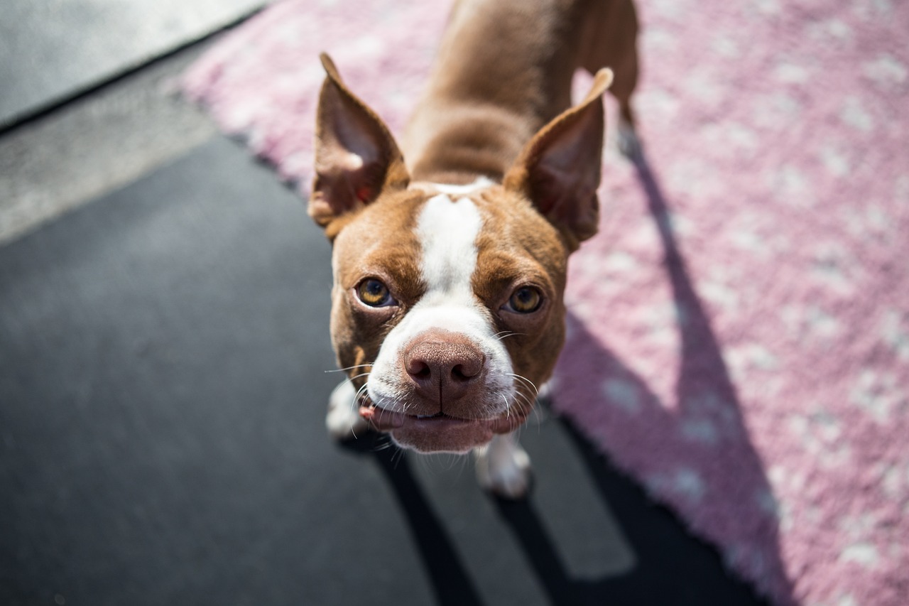 boston terrier pup 1752894 1280