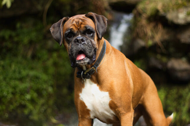 boxer 1 e1723700851182