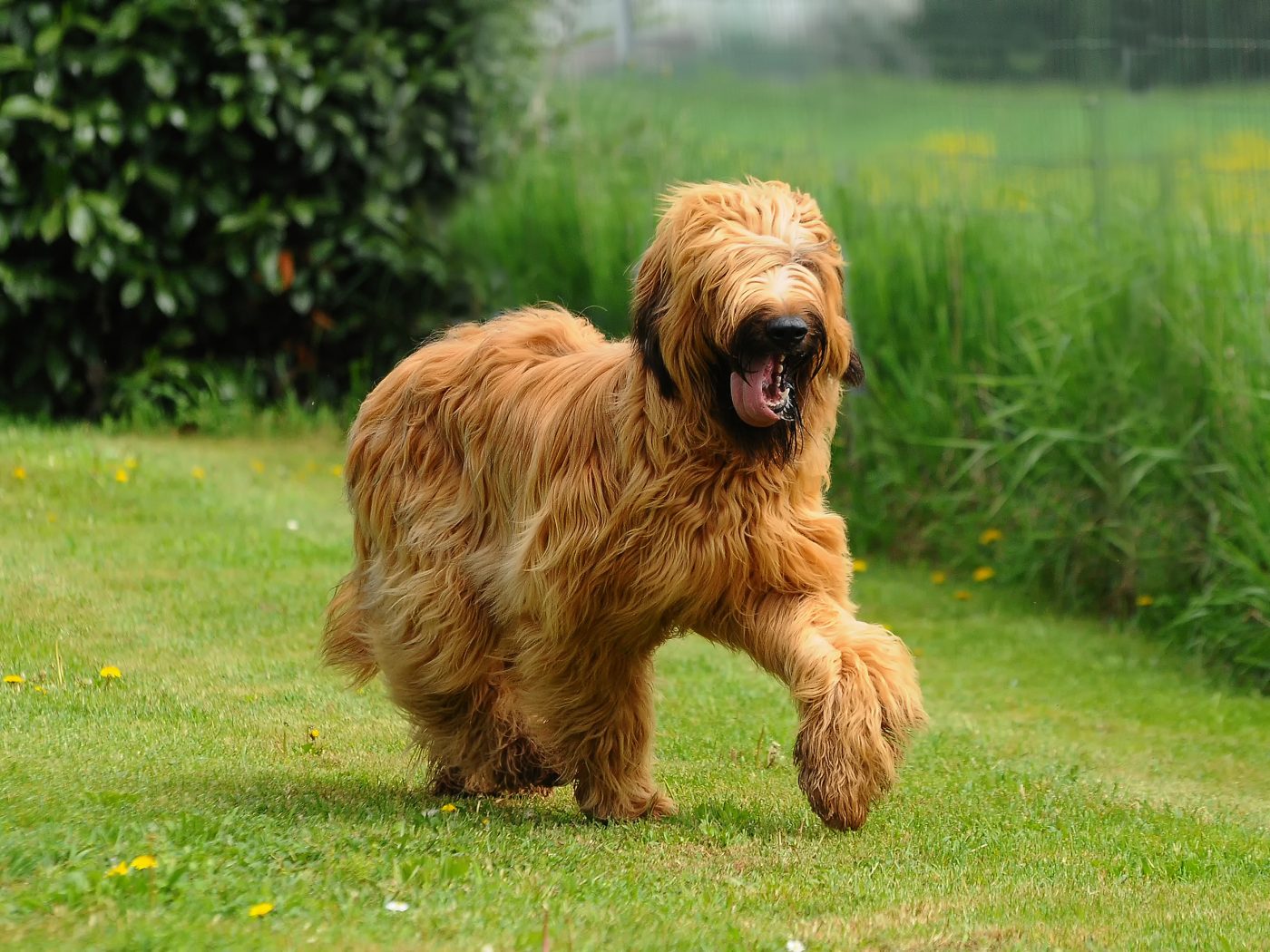 briard4 1400x1050 1