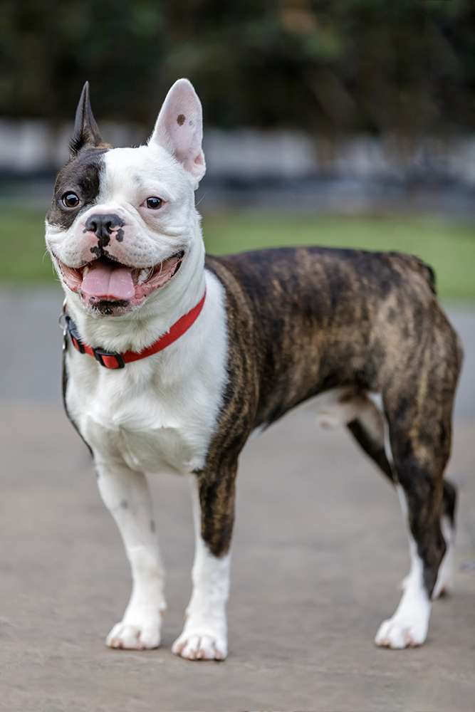 brindle frenchton dog