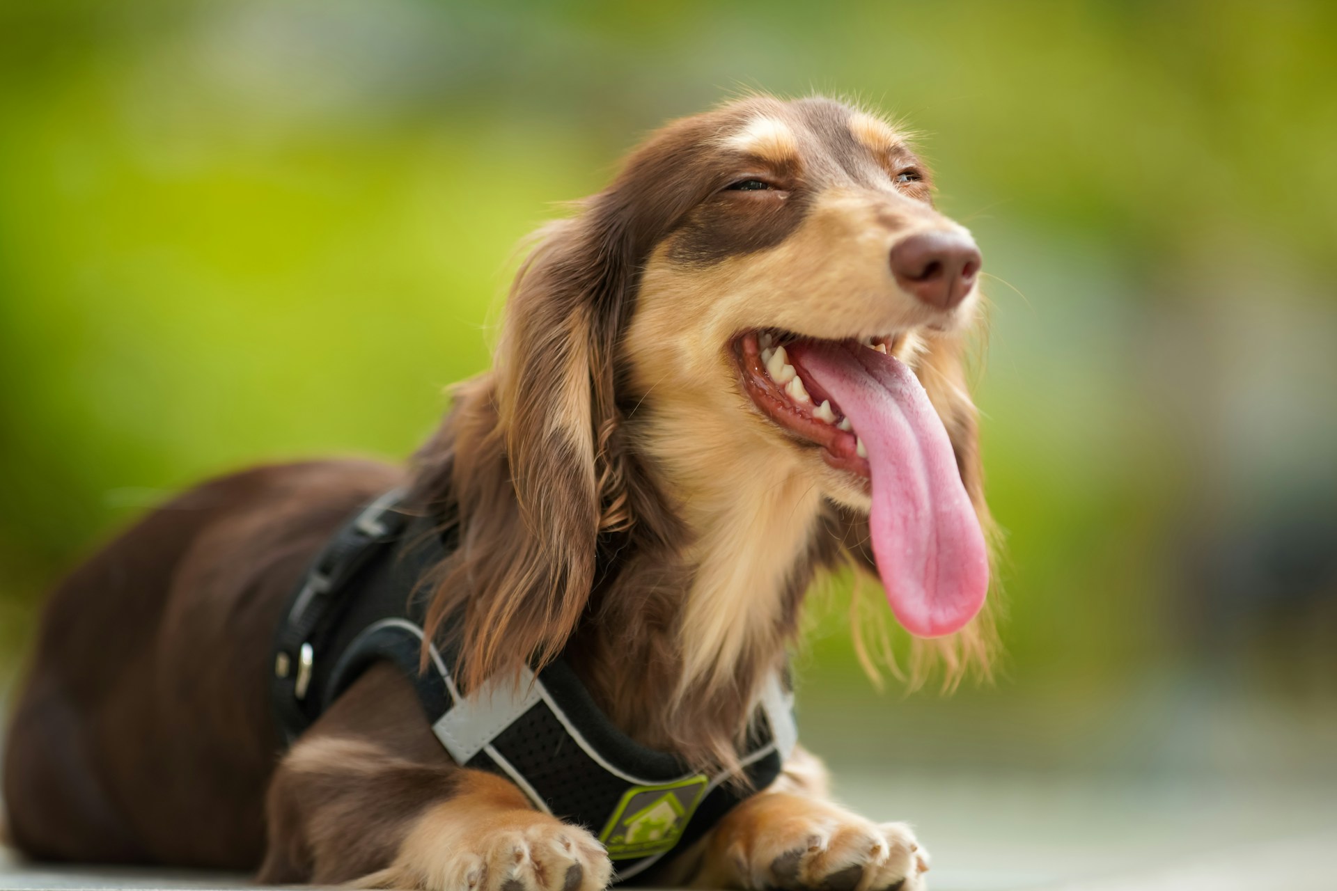 brown smiling dachshund dog