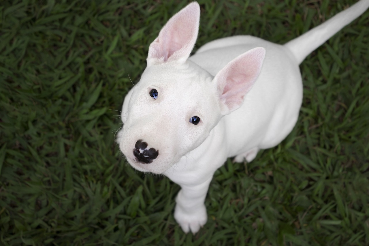 bull terrier 7177343 1280