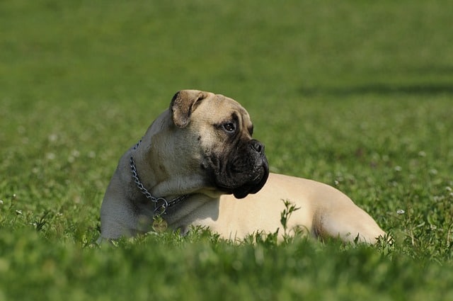 bullmastiff 2062811 640