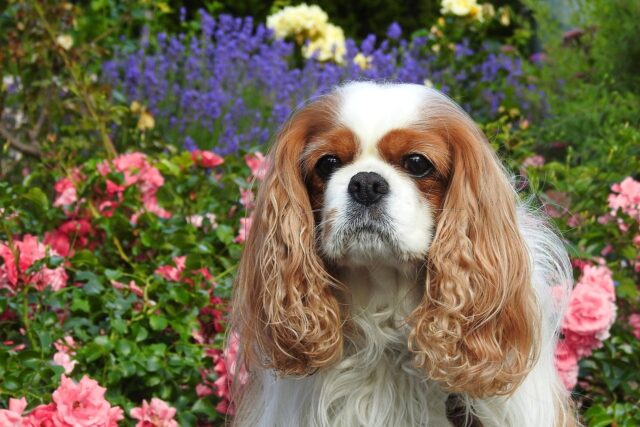 cavalier king charles spaniel 7287755 1280 1 e1723788483486