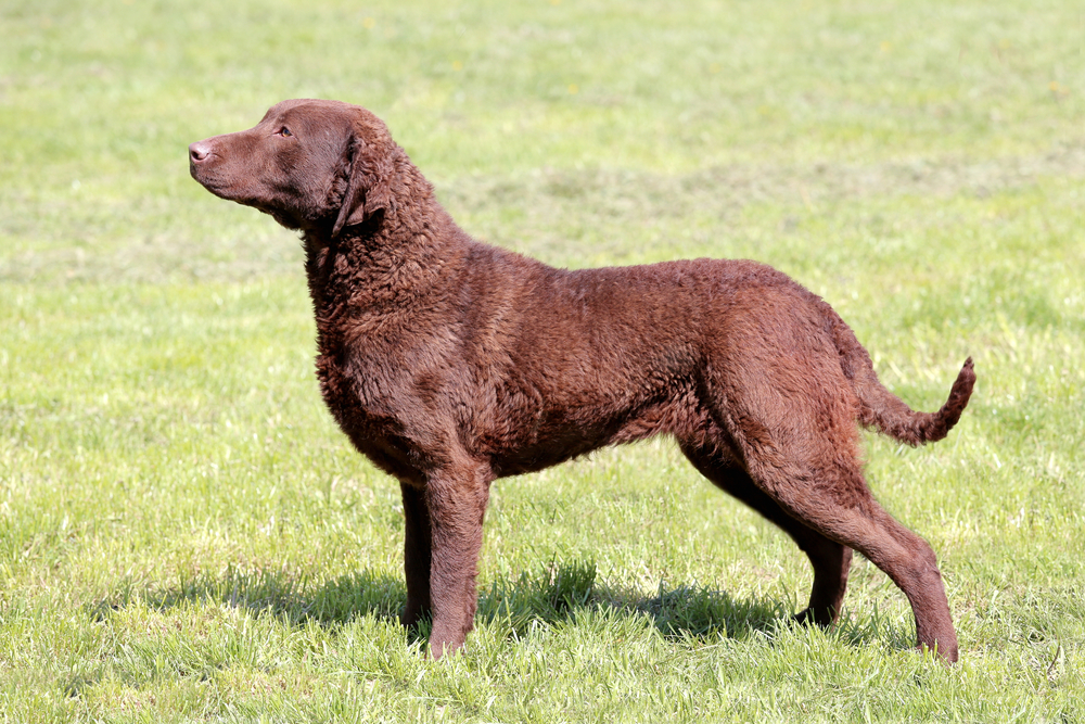 Chesapeake bay retriever