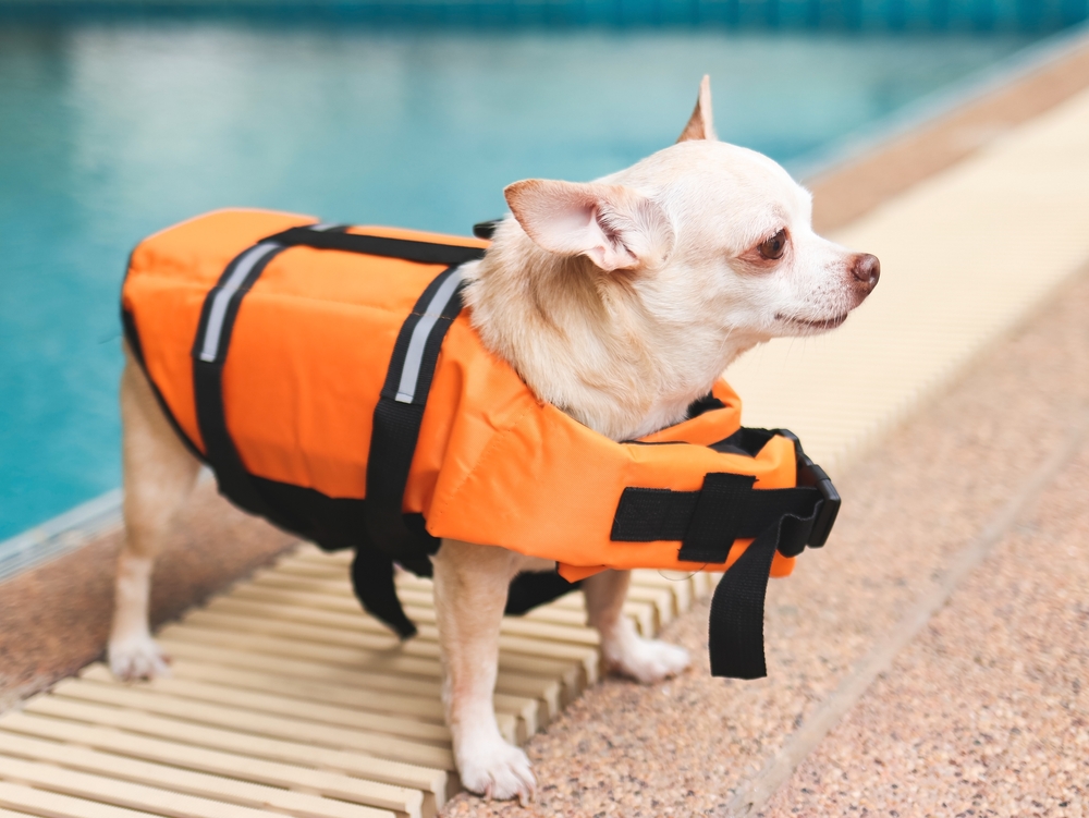 chihuahua-dog-wearing-orange-life-jacket