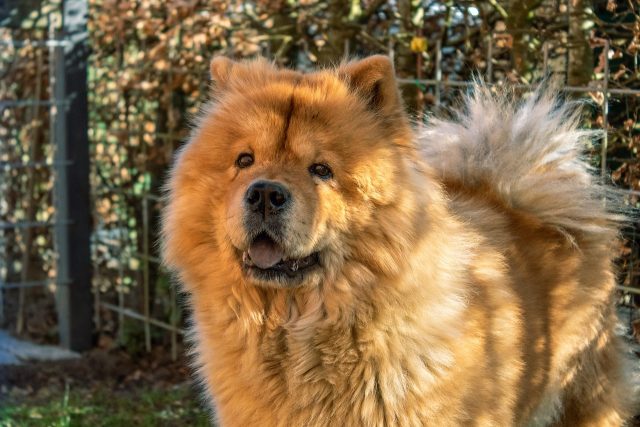 chow chow 4967027 1280 e1718449364129