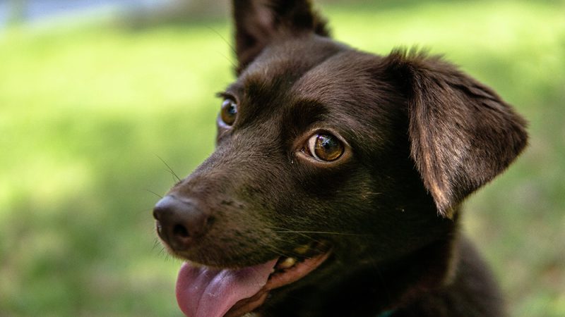 close up chocolate corgidor mix dog