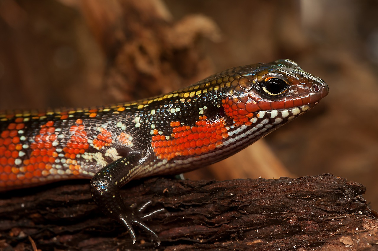 close up of a skink outdoors