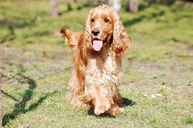 cocker spaniel english 2415289 640