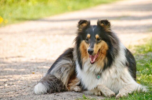 collie 817733 1280 3 e1720961345953