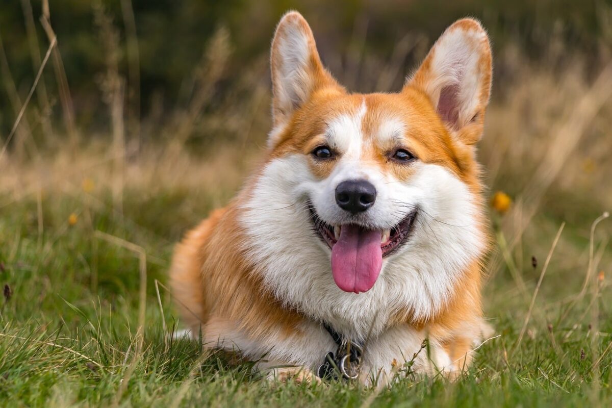 corgi 6705821 1280 e1726584557459