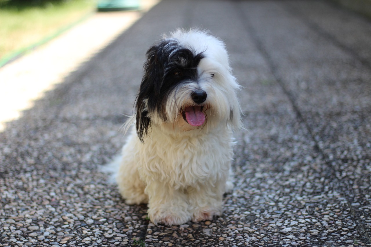 coton de tulear 7346582 1280