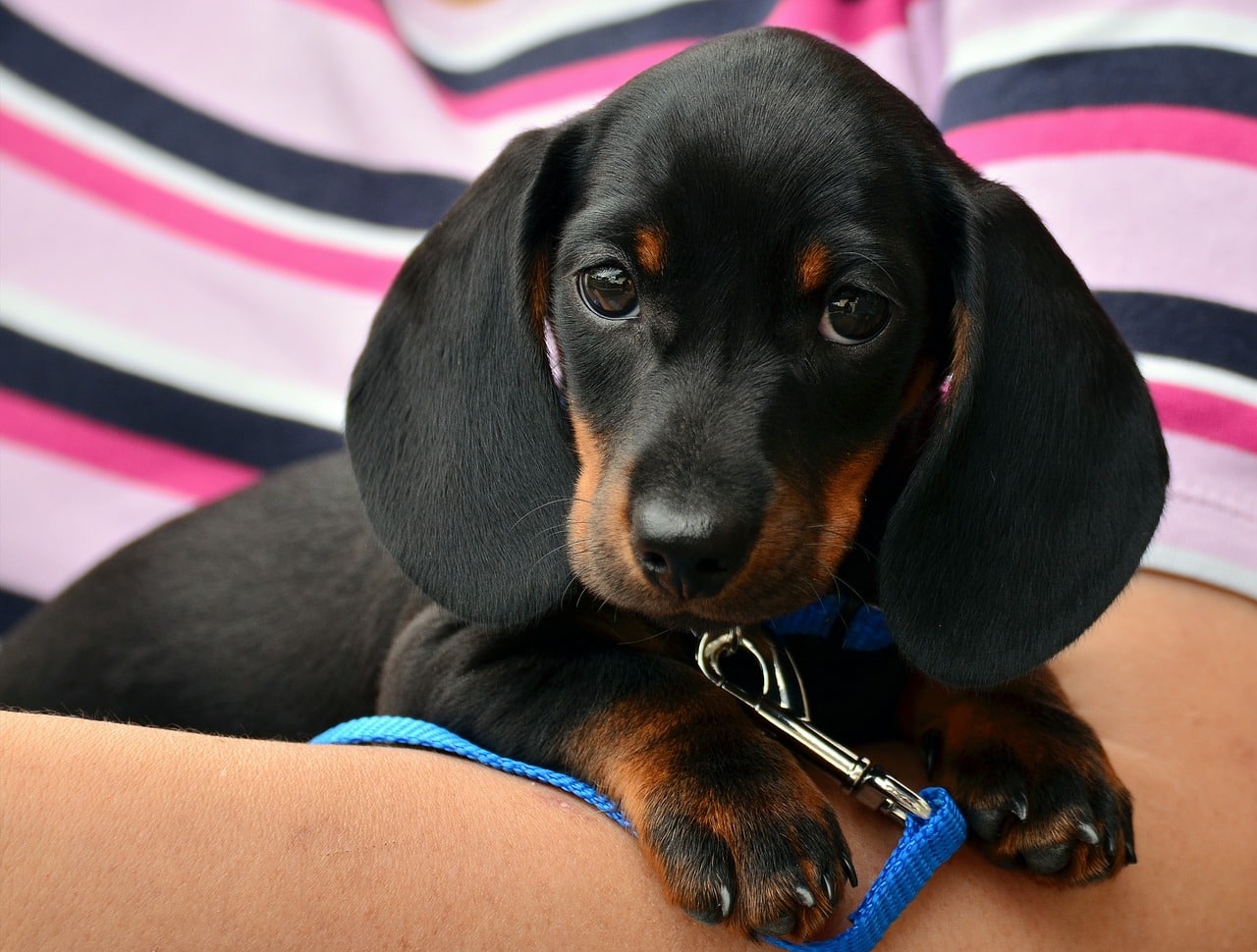 dachshund 1519374 1280 1