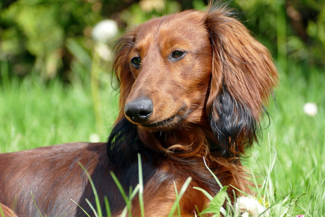 dachshund 2301777 1280 1