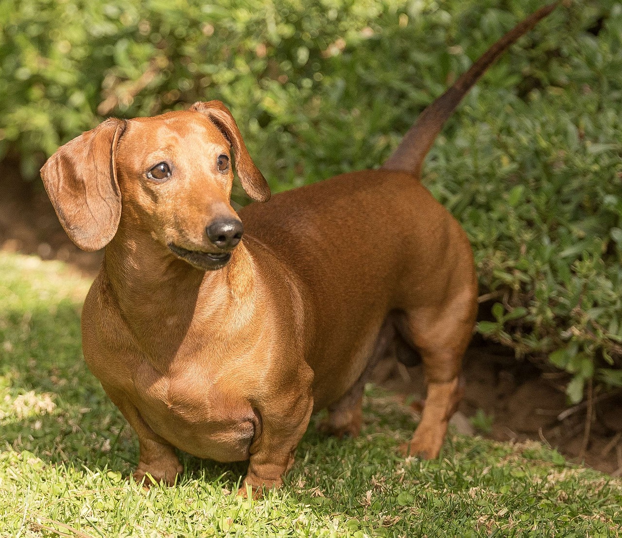 dachshund 2794944 1280