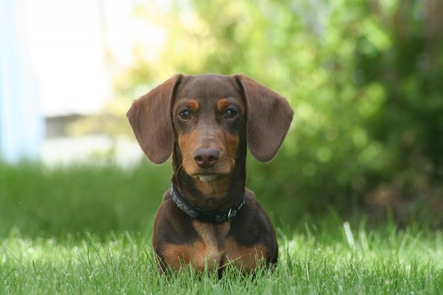 dachshund 4123618 1280 6 e1717042677906