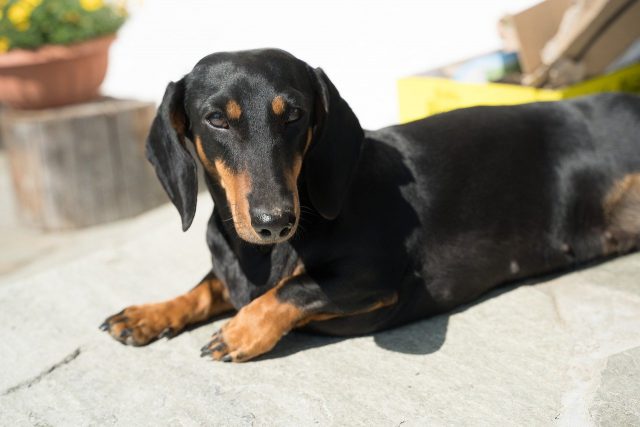 dachshund 7632177 1280 e1717730363585