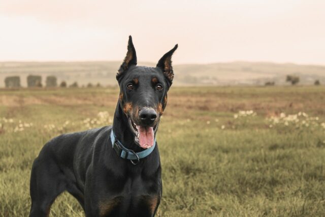 doberman 1177919 1280 5 e1721187431653