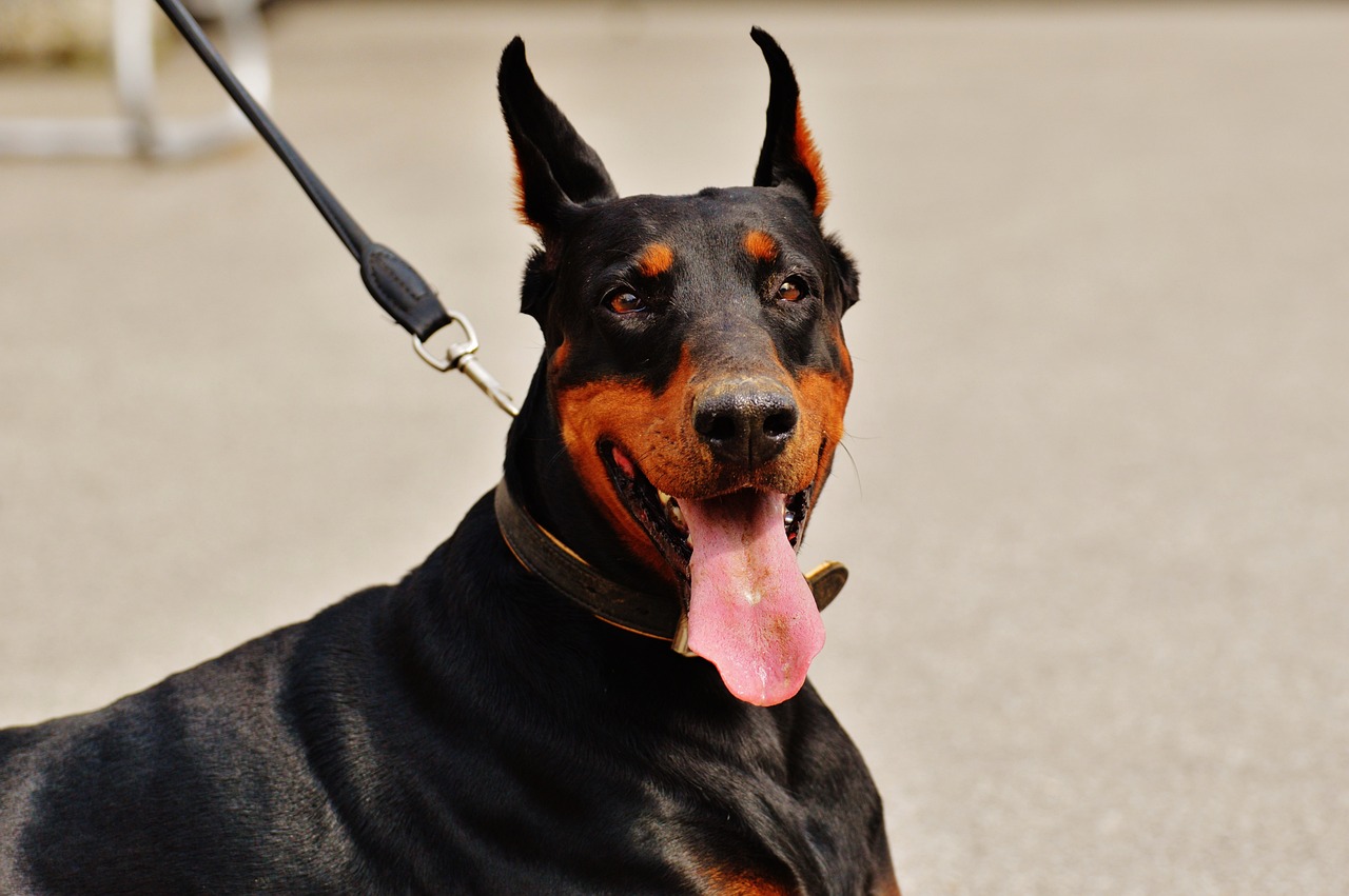 doberman 1334498 1280