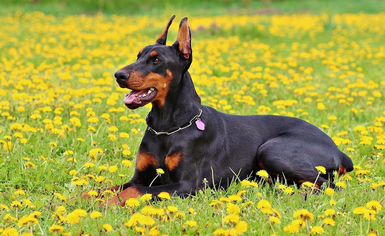 doberman 893931 1280 6 1