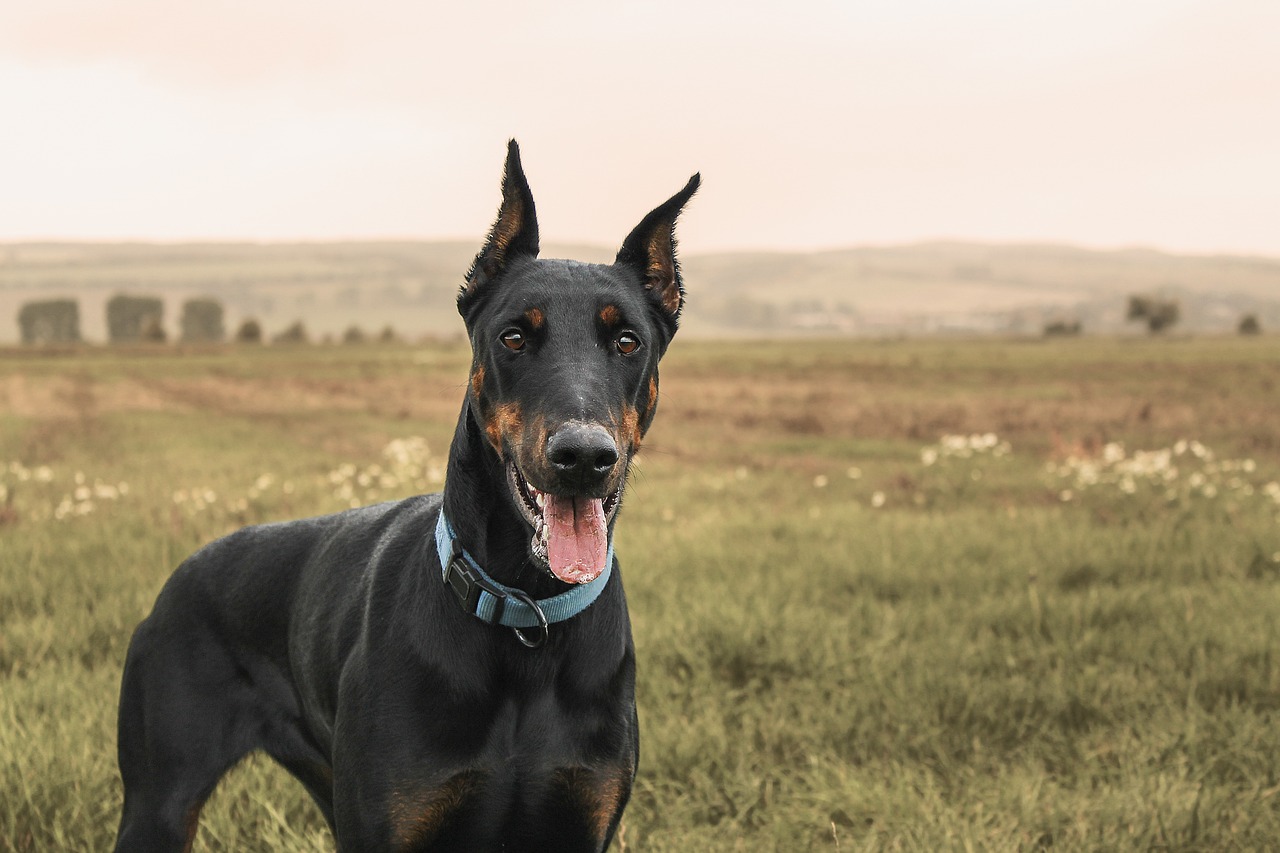 doberman geed4edb5c 1280